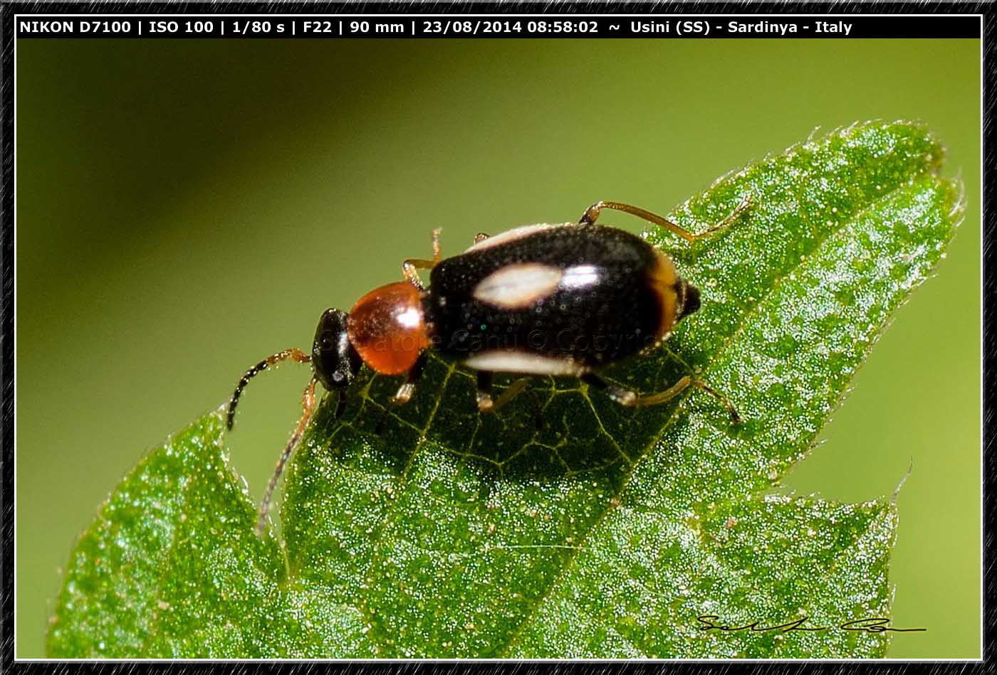 Colotes maculatus, Malachiidae